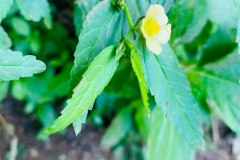 Fields-Visit-to-KLEs-Herbal-Garden-Nursingpure-1_page-0009